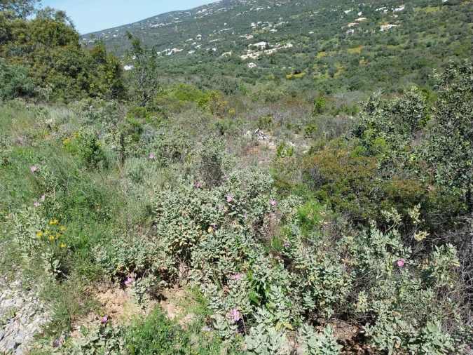 Terreno para Venda em Santa Barbara de Nexe Foto 8