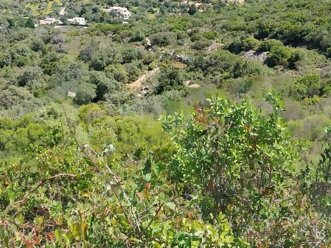 Terreno para Venda em Santa Barbara de Nexe Foto 11