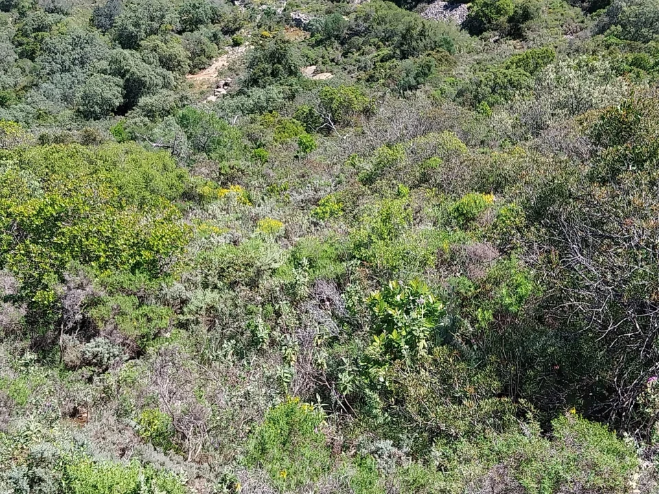 Terreno para Venda em Santa Barbara de Nexe Foto 3