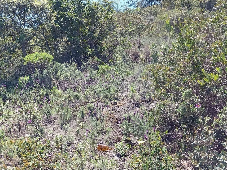 Terreno para Venda em Santa Barbara de Nexe Foto 5