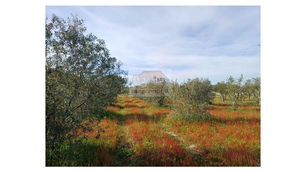Quinta T7 para Venda em Grândola e Santa Margarida da Serra Foto 5