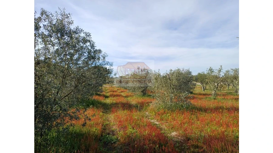 Quinta T7 para Venda em Grândola e Santa Margarida da Serra Foto 5