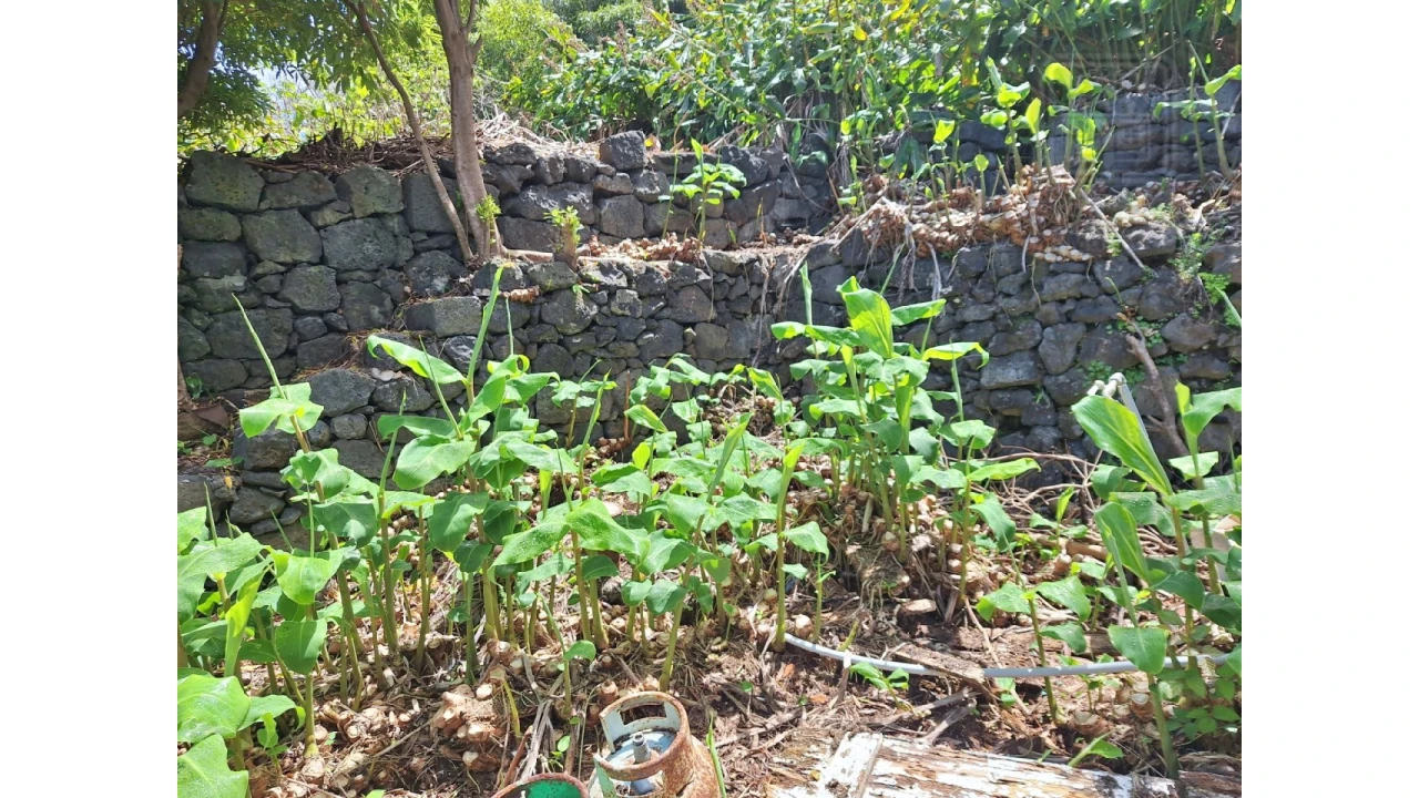 Moradia T2 para Venda em São Roque do Pico Foto 14