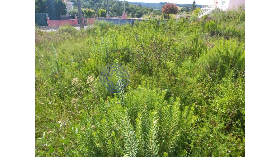 Terreno para Venda em Serra e Junceira Foto 3