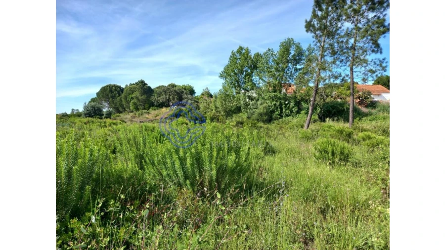 Terreno para Venda em Serra e Junceira Foto 5