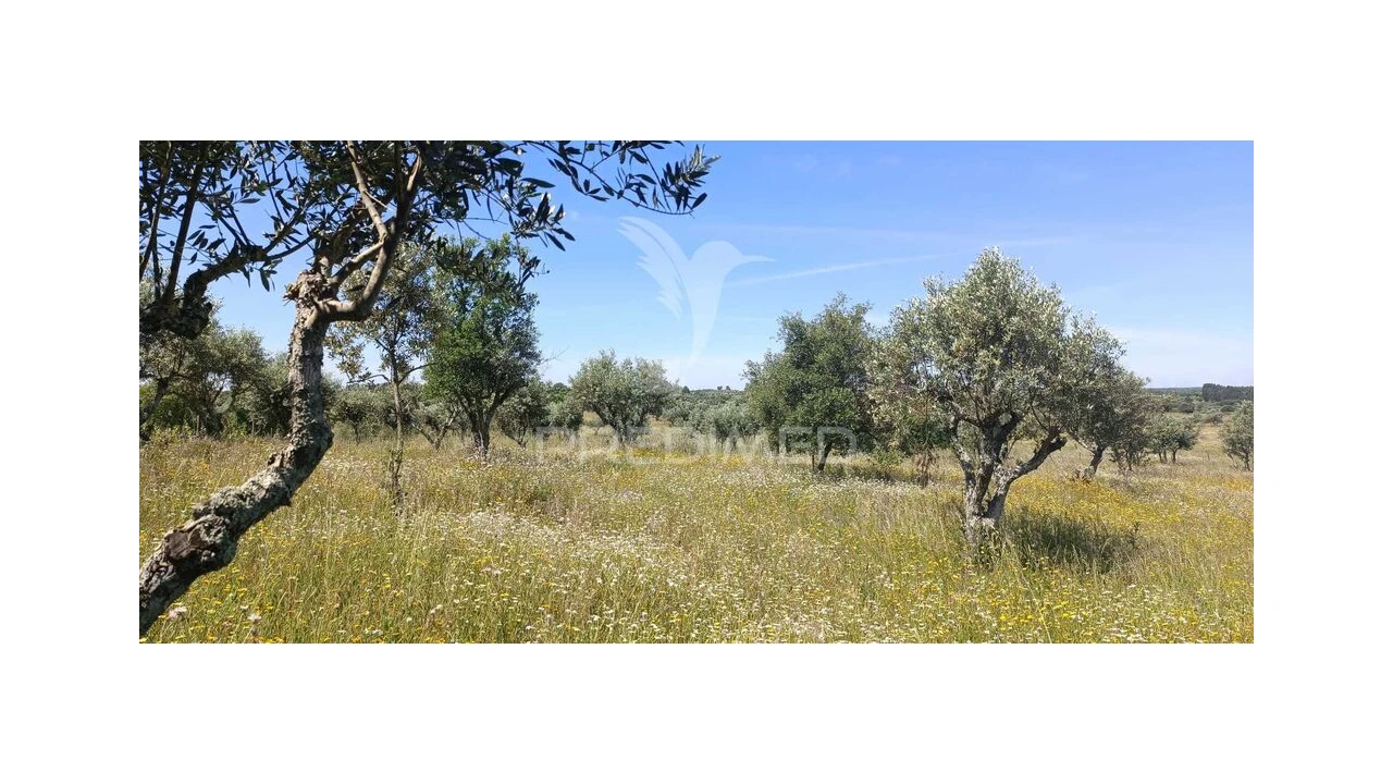 Terreno para Venda em Tolosa Foto 1