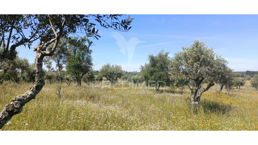 Terreno para Venda em Tolosa Foto 1