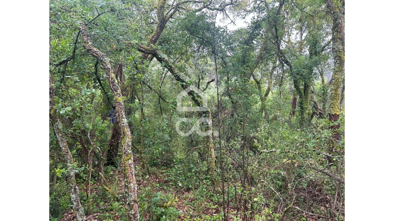 Terreno para Venda em Cumeeira Foto 7