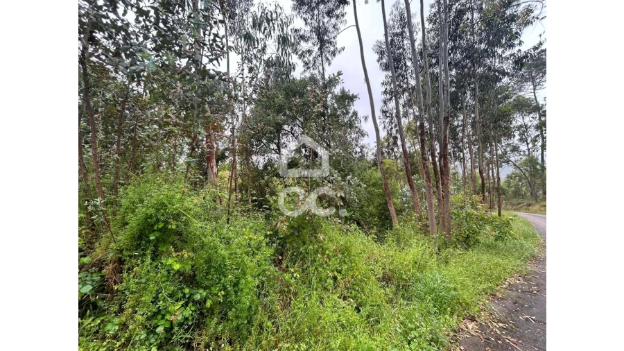 Terreno para Venda em Cumeeira Foto 11