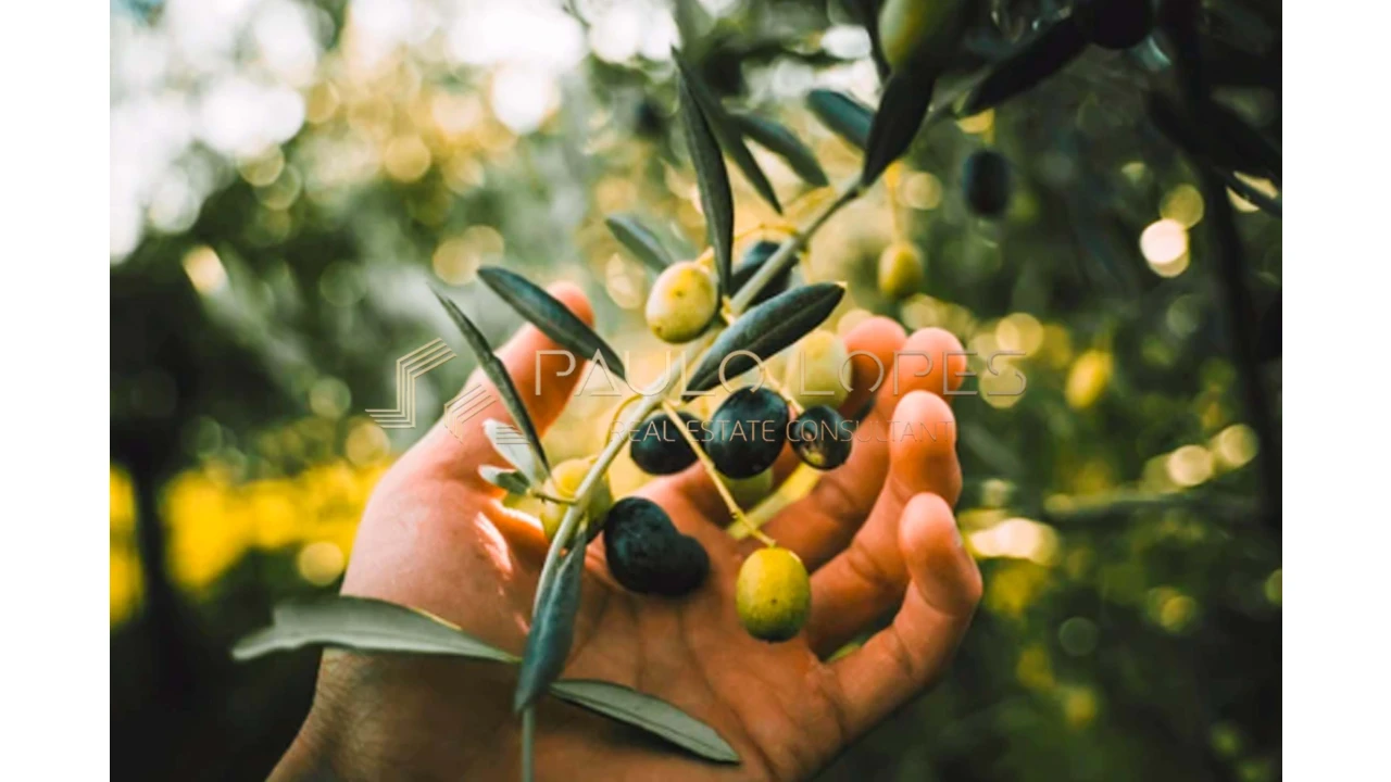 Quinta T15 para Venda em Evora Monte (Santa Maria) Foto 18