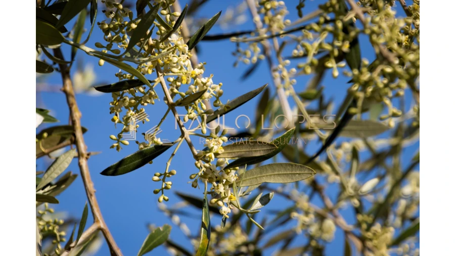 Quinta T15 para Venda em Evora Monte (Santa Maria) Foto 29