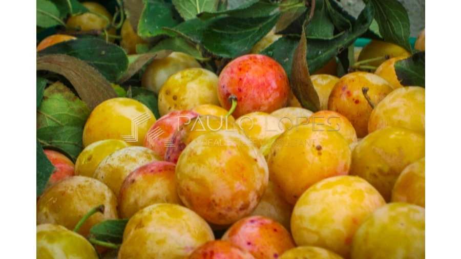 Quinta T15 para Venda em Evora Monte (Santa Maria) Foto 11