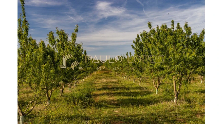 Quinta T15 para Venda em Evora Monte (Santa Maria) Foto 27