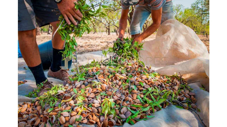 Quinta T15 para Venda em Evora Monte (Santa Maria) Foto 12