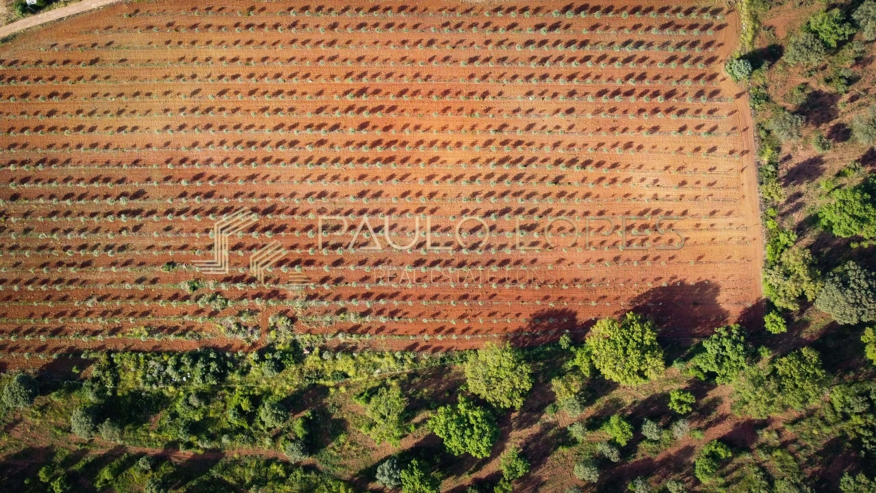 Quinta T15 para Venda em Evora Monte (Santa Maria) Foto 14