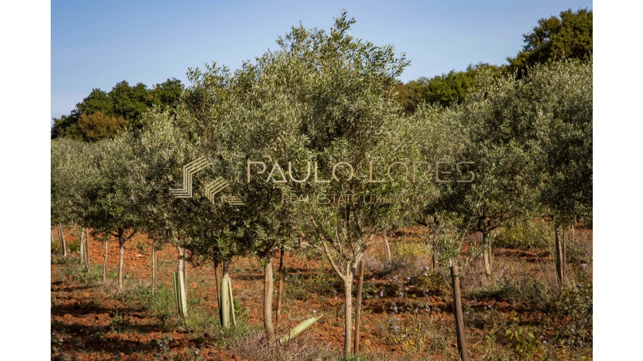 Quinta T15 para Venda em Evora Monte (Santa Maria) Foto 26