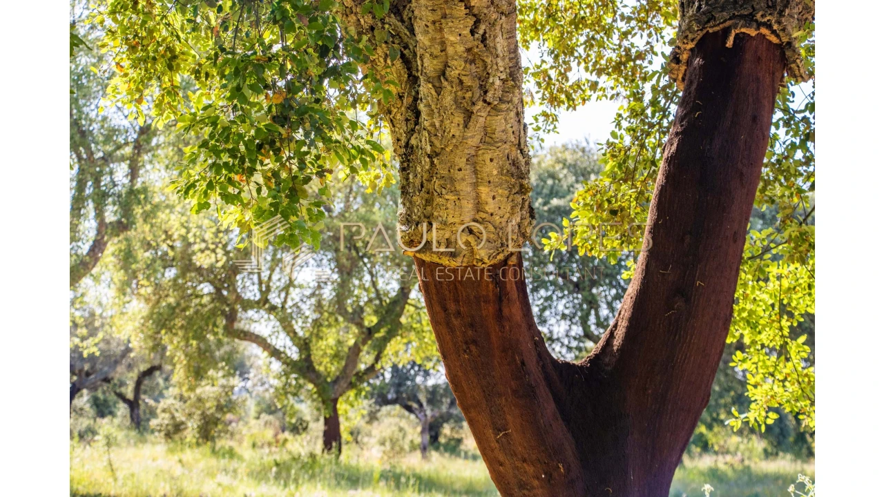 Quinta T15 para Venda em Evora Monte (Santa Maria) Foto 25