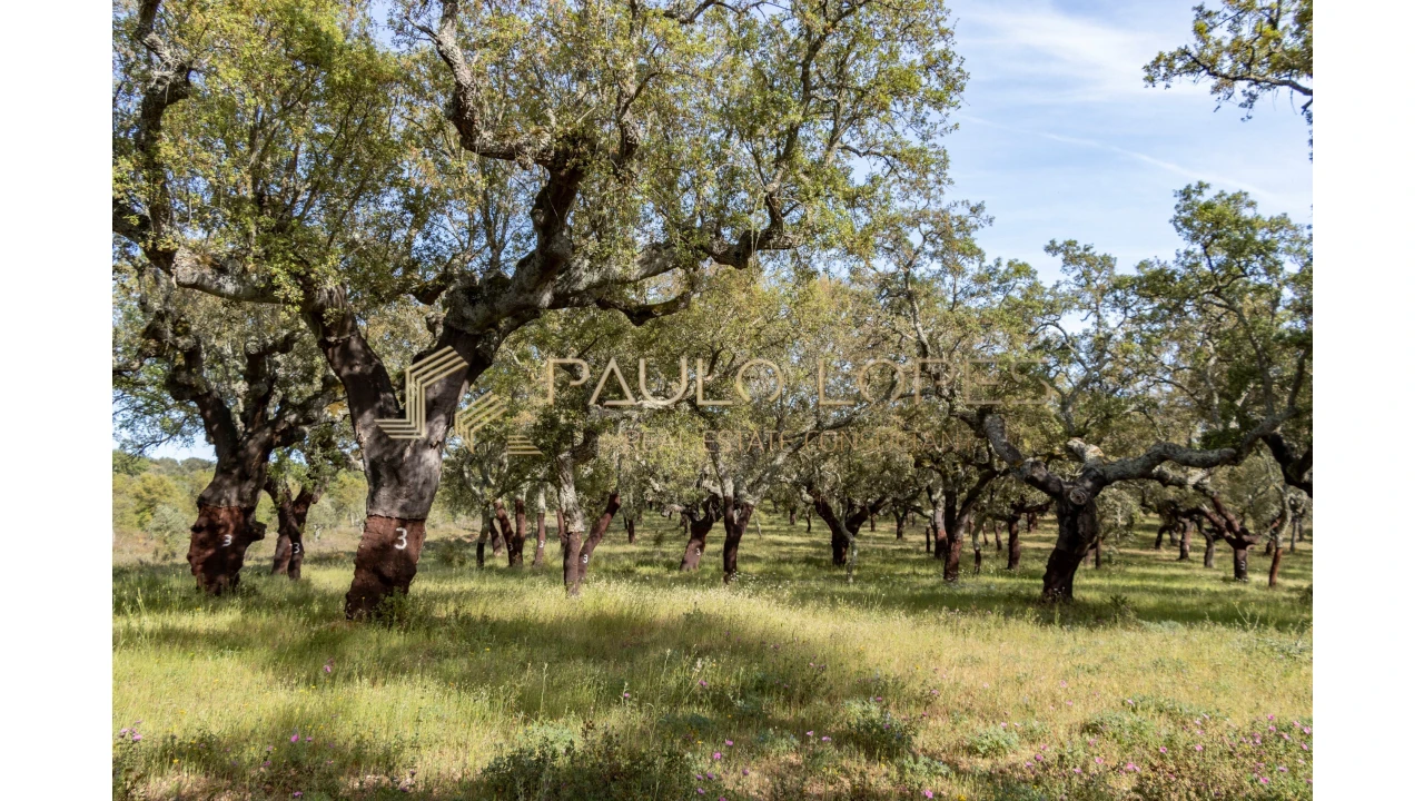 Quinta T15 para Venda em Evora Monte (Santa Maria) Foto 24