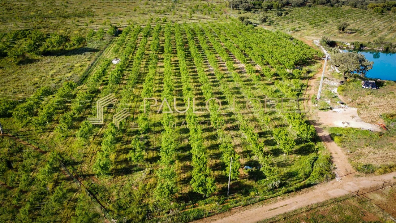 Quinta T15 para Venda em Evora Monte (Santa Maria) Foto 15