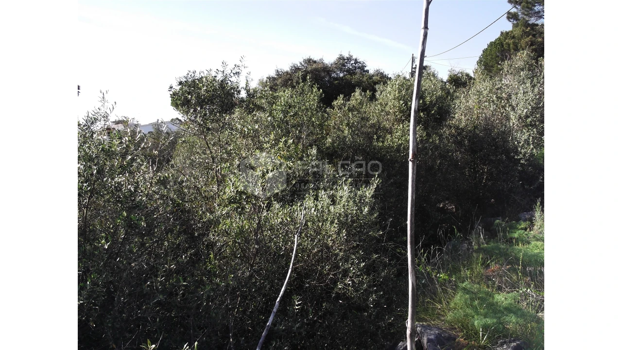 Terreno para Venda em Mira de Aire Foto 11