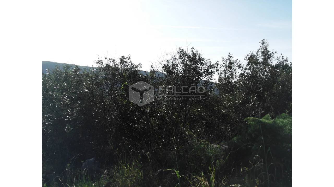 Terreno para Venda em Mira de Aire Foto 3