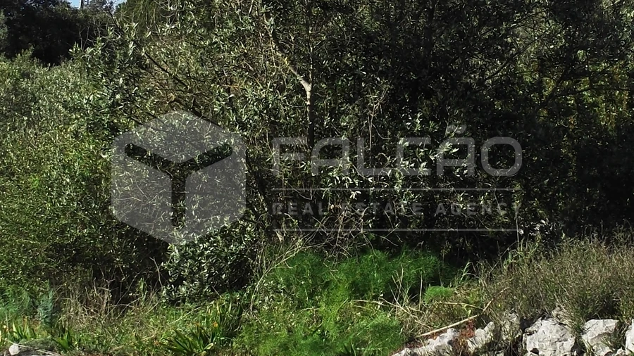 Terreno para Venda em Mira de Aire