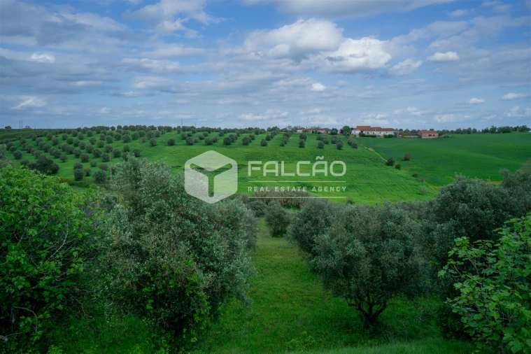 Terreno Agricola ou Rústico para Venda em Casével e Vaqueiros Foto 21