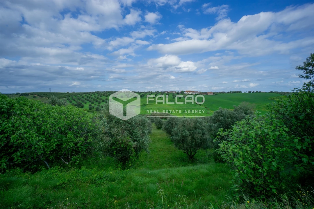 Terreno Agricola ou Rústico para Venda em Casével e Vaqueiros Foto 22