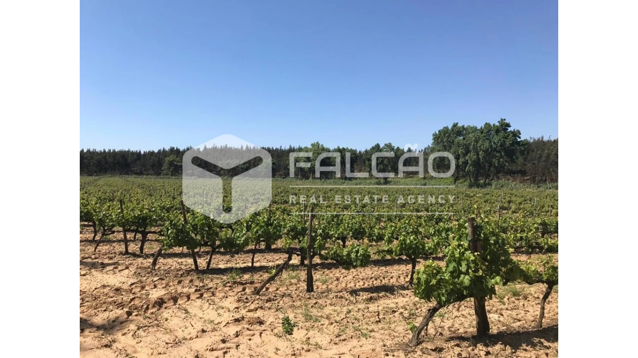 Terreno para Venda em Manique do Intendente, Vila Nova de São Pedro e Maçussa Foto 35