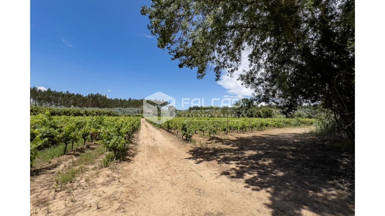 Terreno para Venda em Manique do Intendente, Vila Nova de São Pedro e Maçussa Foto 36