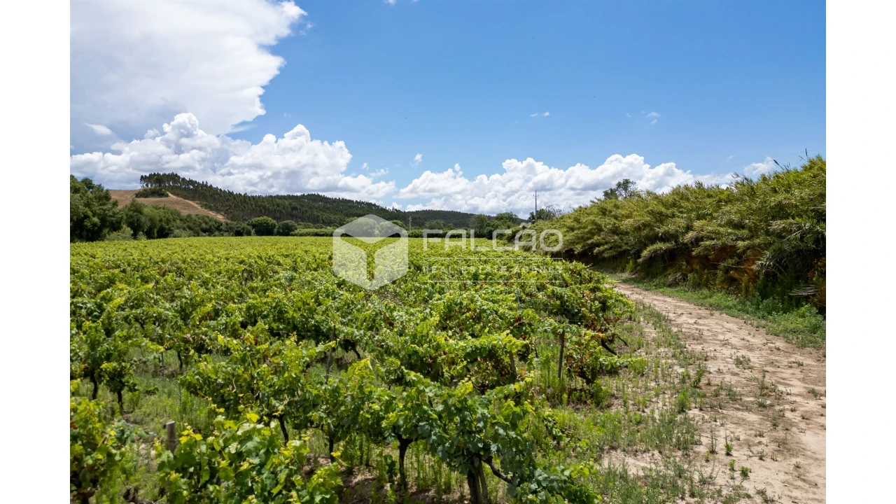 Terreno para Venda em Manique do Intendente, Vila Nova de São Pedro e Maçussa Foto 27