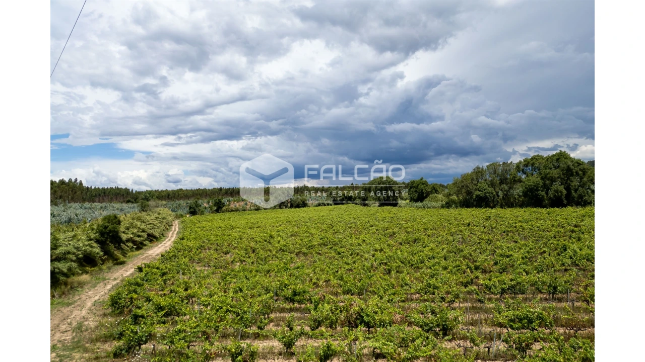 Terreno para Venda em Manique do Intendente, Vila Nova de São Pedro e Maçussa Foto 14