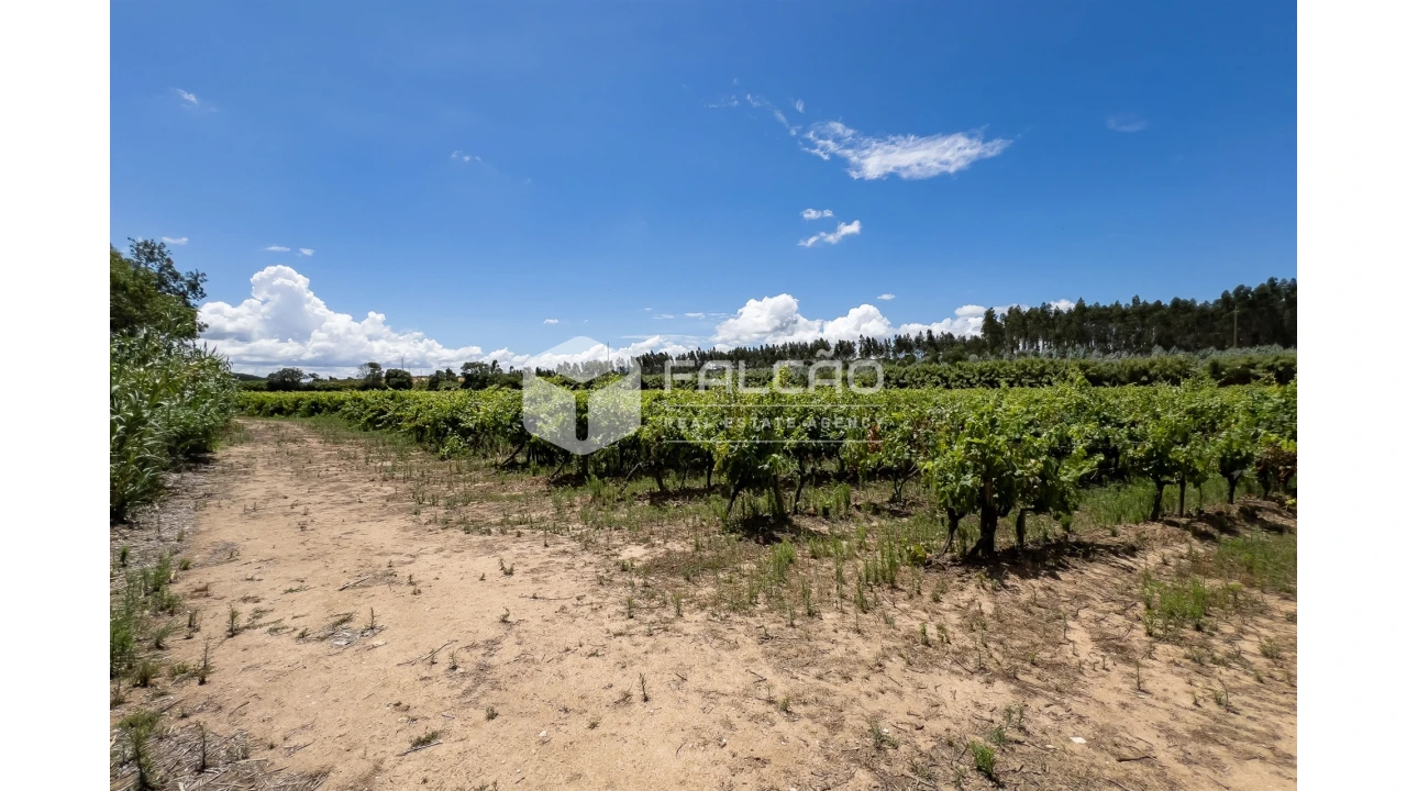 Terreno para Venda em Manique do Intendente, Vila Nova de São Pedro e Maçussa Foto 33