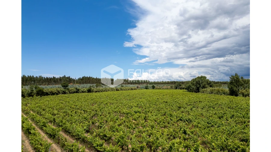 Terreno para Venda em Manique do Intendente, Vila Nova de São Pedro e Maçussa Foto 13