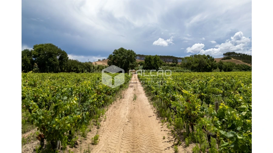 Terreno para Venda em Manique do Intendente, Vila Nova de São Pedro e Maçussa Foto 28