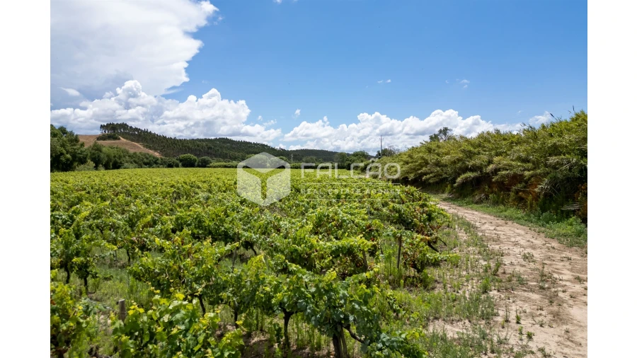 Terreno para Venda em Manique do Intendente, Vila Nova de São Pedro e Maçussa Foto 27