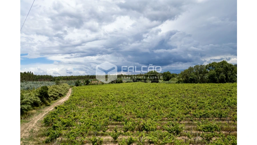 Terreno para Venda em Manique do Intendente, Vila Nova de São Pedro e Maçussa Foto 14