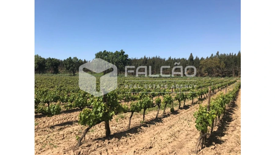 Terreno para Venda em Manique do Intendente, Vila Nova de São Pedro e Maçussa Foto 39