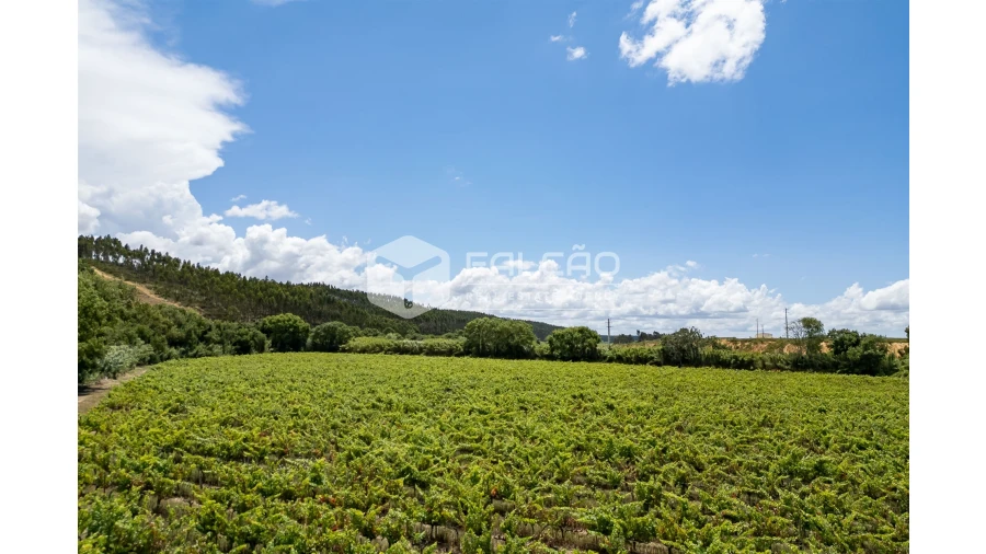 Terreno para Venda em Manique do Intendente, Vila Nova de São Pedro e Maçussa Foto 16