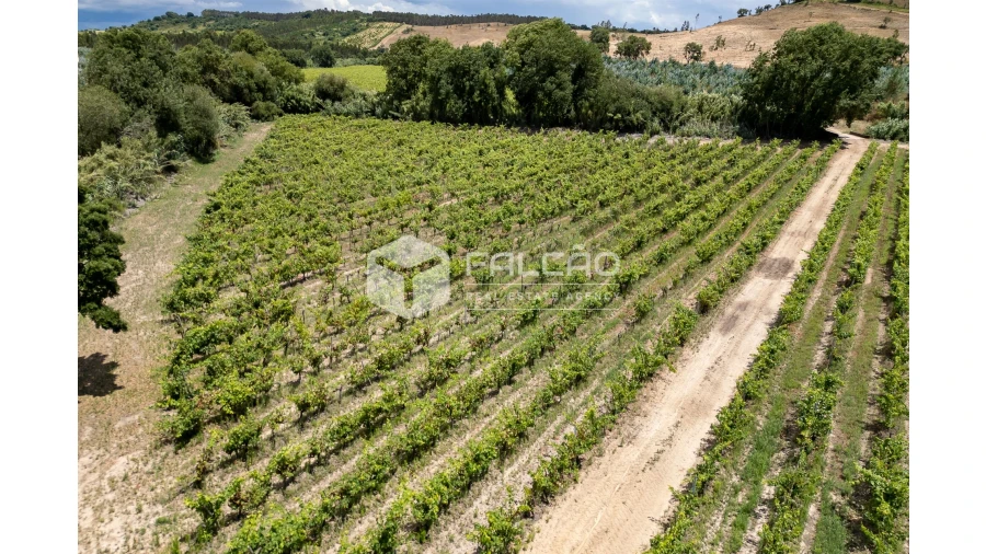 Terreno para Venda em Manique do Intendente, Vila Nova de São Pedro e Maçussa Foto 31