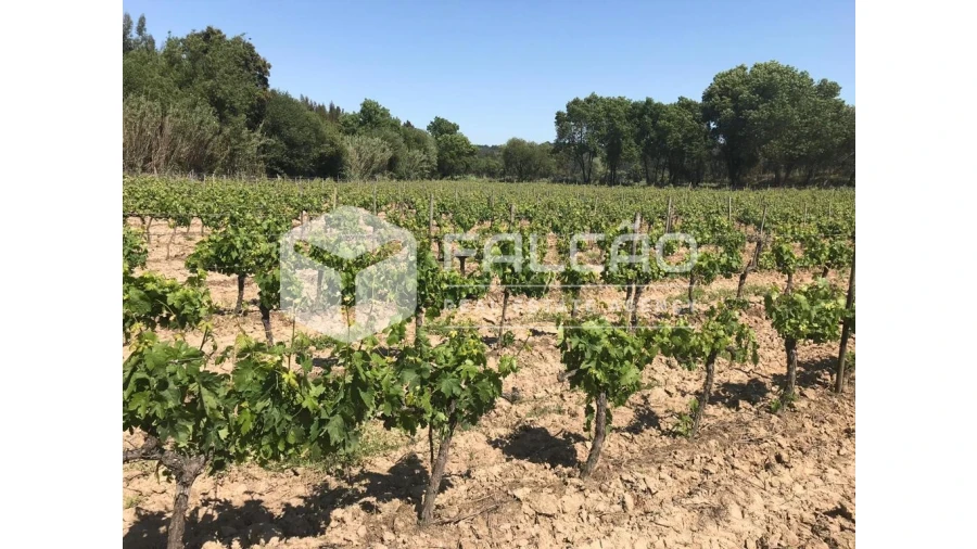 Terreno para Venda em Manique do Intendente, Vila Nova de São Pedro e Maçussa Foto 38