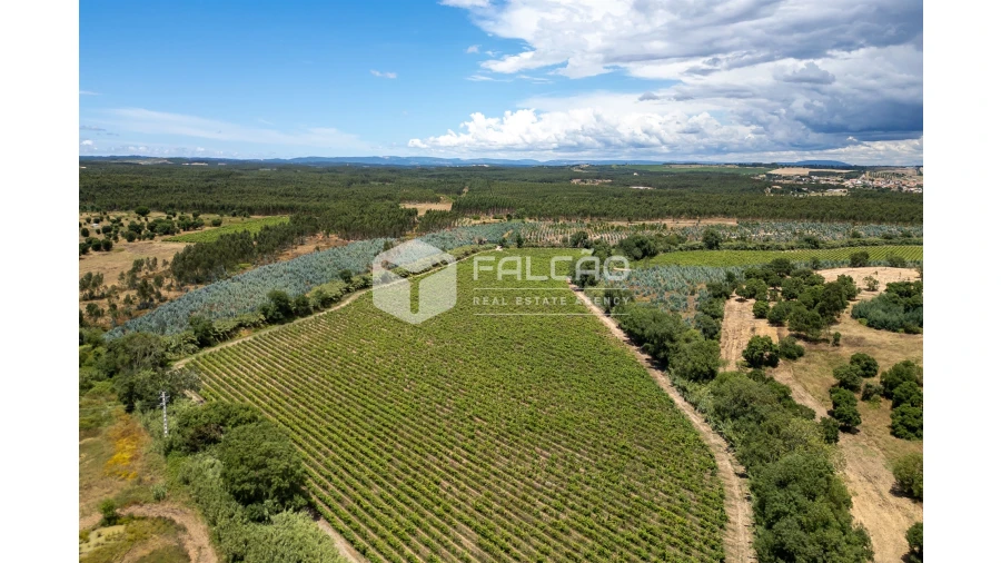 Terreno para Venda em Manique do Intendente, Vila Nova de São Pedro e Maçussa Foto 10