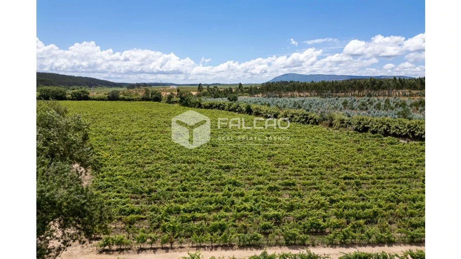 Terreno para Venda em Manique do Intendente, Vila Nova de São Pedro e Maçussa Foto 19