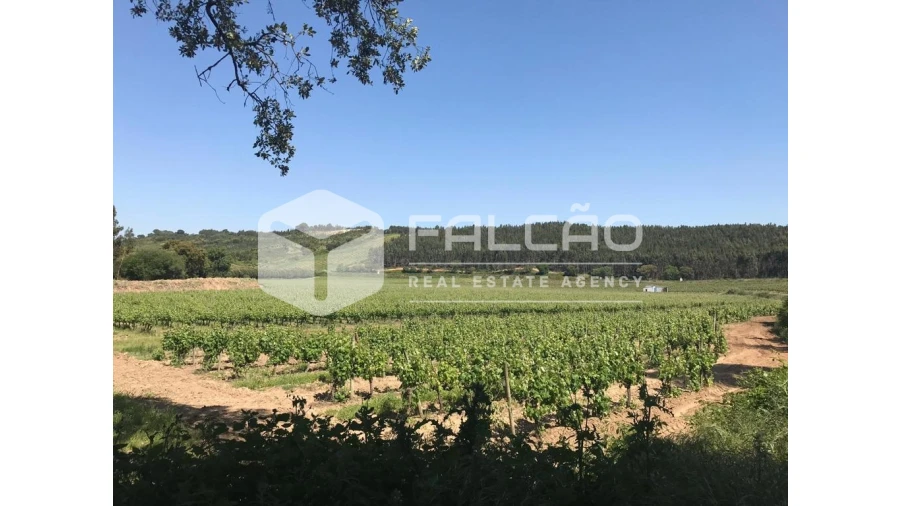 Terreno para Venda em Manique do Intendente, Vila Nova de São Pedro e Maçussa Foto 40