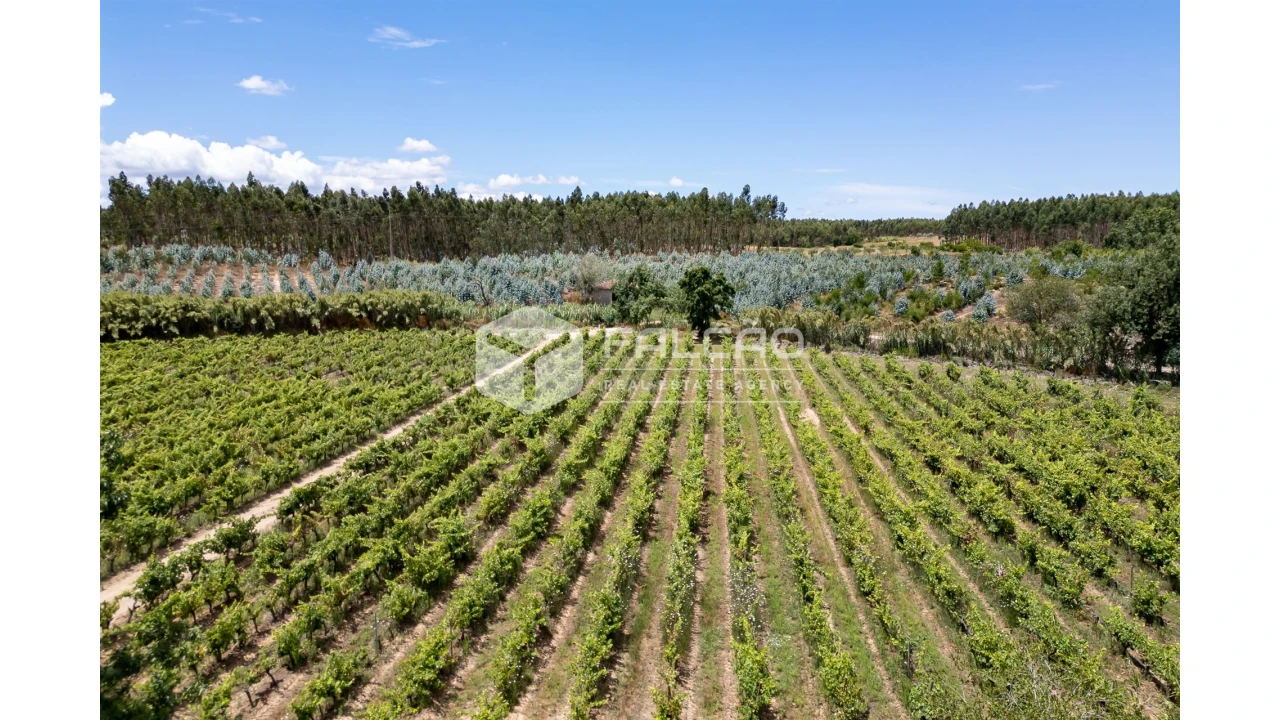 Terreno para Venda em Manique do Intendente, Vila Nova de São Pedro e Maçussa Foto 17