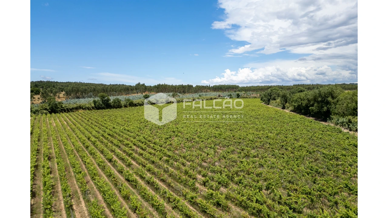 Terreno para Venda em Manique do Intendente, Vila Nova de São Pedro e Maçussa Foto 11