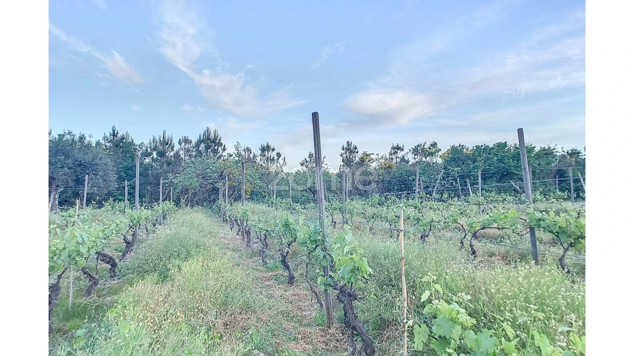 Terreno para Venda em Vila Cova do Covelo/Mareco Foto 13