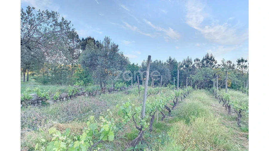 Terreno para Venda em Vila Cova do Covelo/Mareco Foto 15