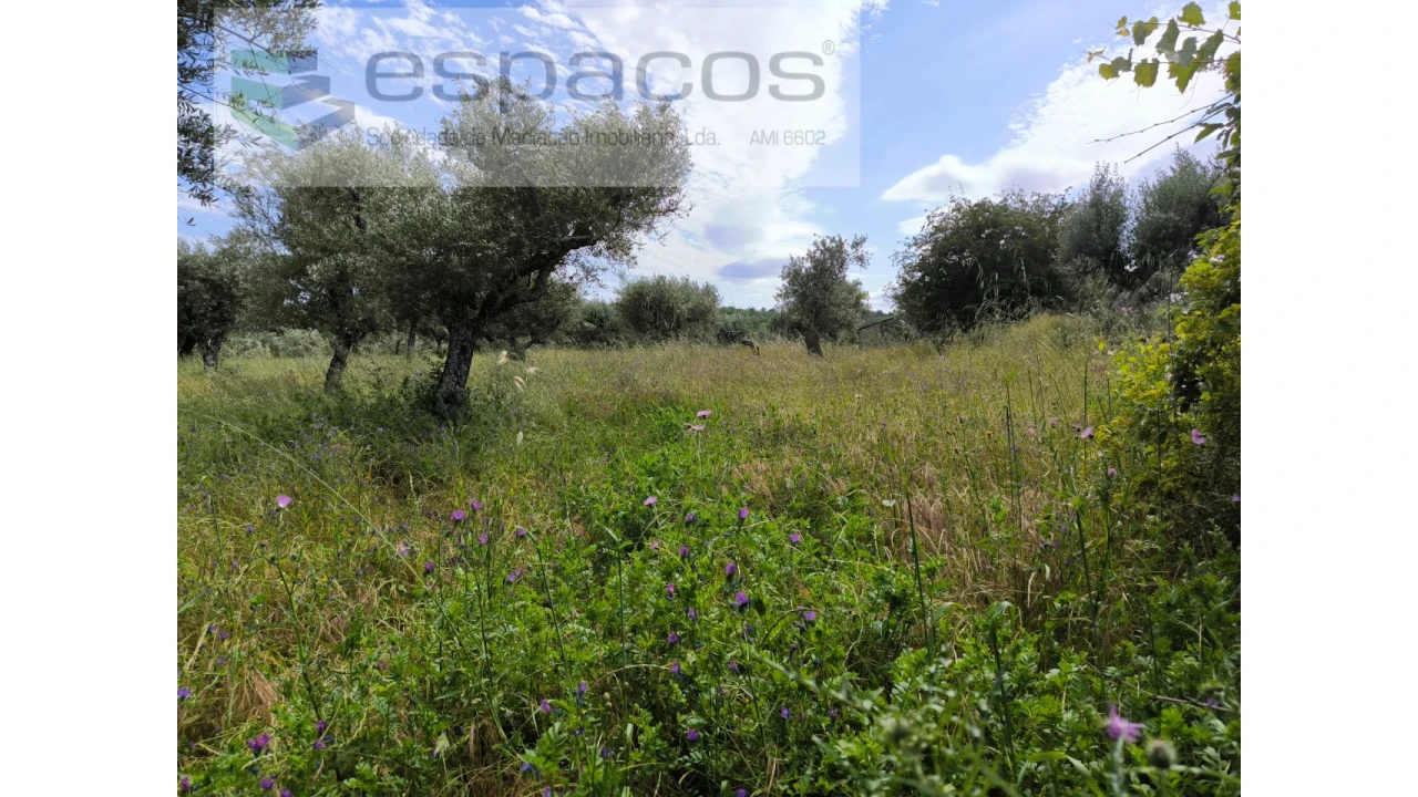 Quinta para Venda em Lardosa Foto 7