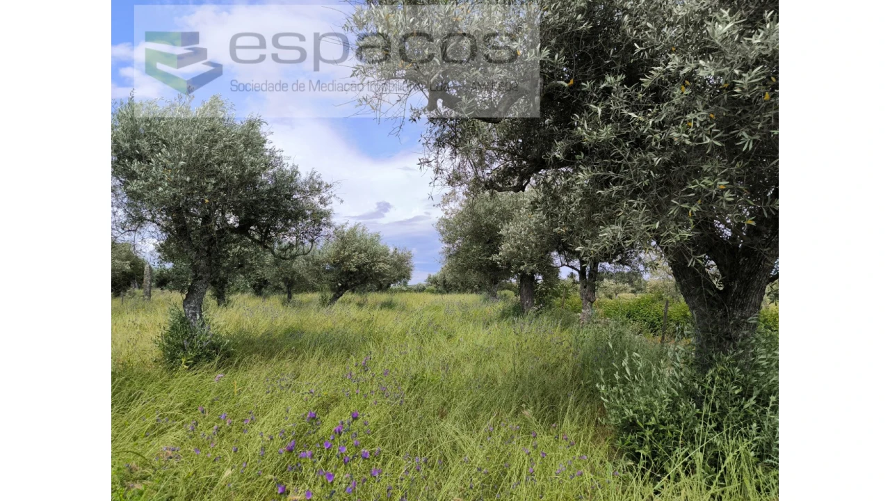 Quinta para Venda em Lardosa Foto 11